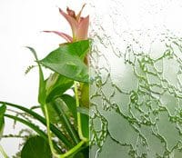 value plant deltafrost