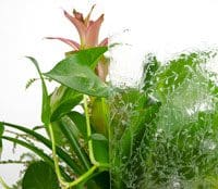 value plant gluechip