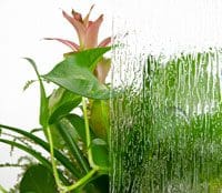 value plant rain